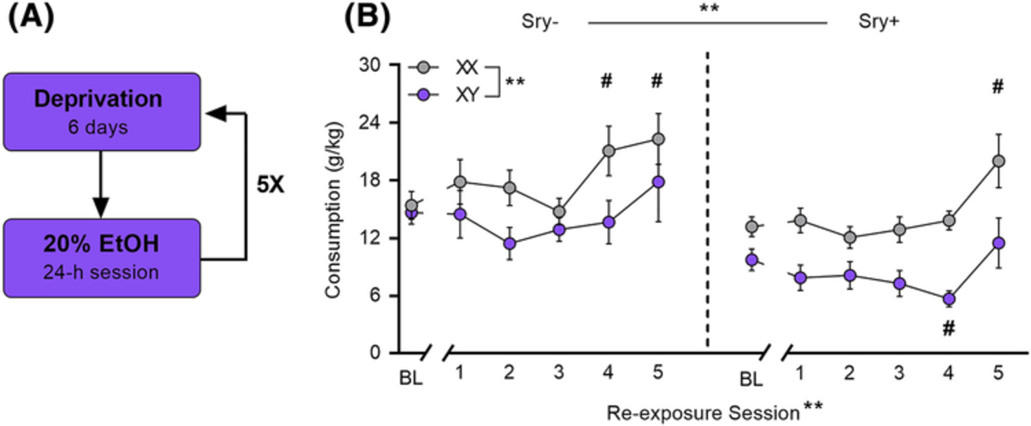Gonadal hormones and sex chromosome complement differentially contribute to ethanol intake, preference, and relapse-like behaviour in four core genotypes mice
