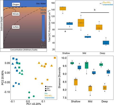 Nitrate addition stimulates microbial decomposition of organic matter in salt marsh sediments