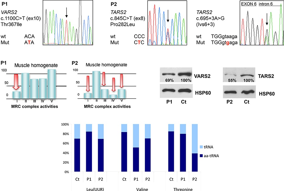 VARS2 and TARS2 Mutations in Patients with Mitochondrial Encephalomyopathies