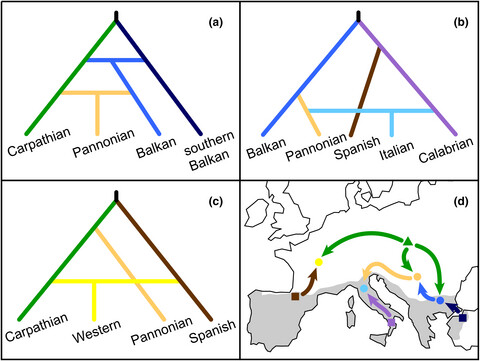 A dynamic history of admixture from Mediterranean and Carpathian glacial refugia drives genomic diversity in the bank vole