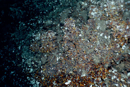 Ozeanboden – Unerforschte Schnittstelle der Erde: Mikroben erleichtern Mineralisierung in der Tiefsee