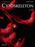 Cytoskeleton