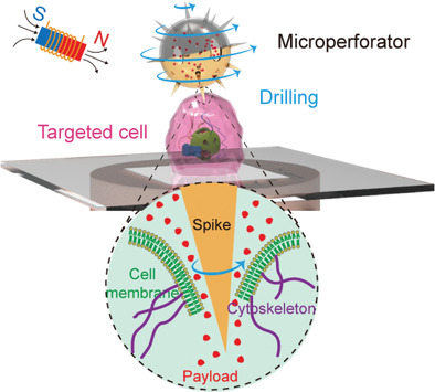 Autonomous Biohybrid Urchin-Like Microperforator for Intracellular Payload Delivery