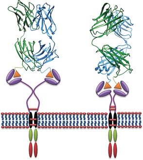 Design of Switchable Chimeric Antigen Receptor T Cells Targeting Breast Cancer