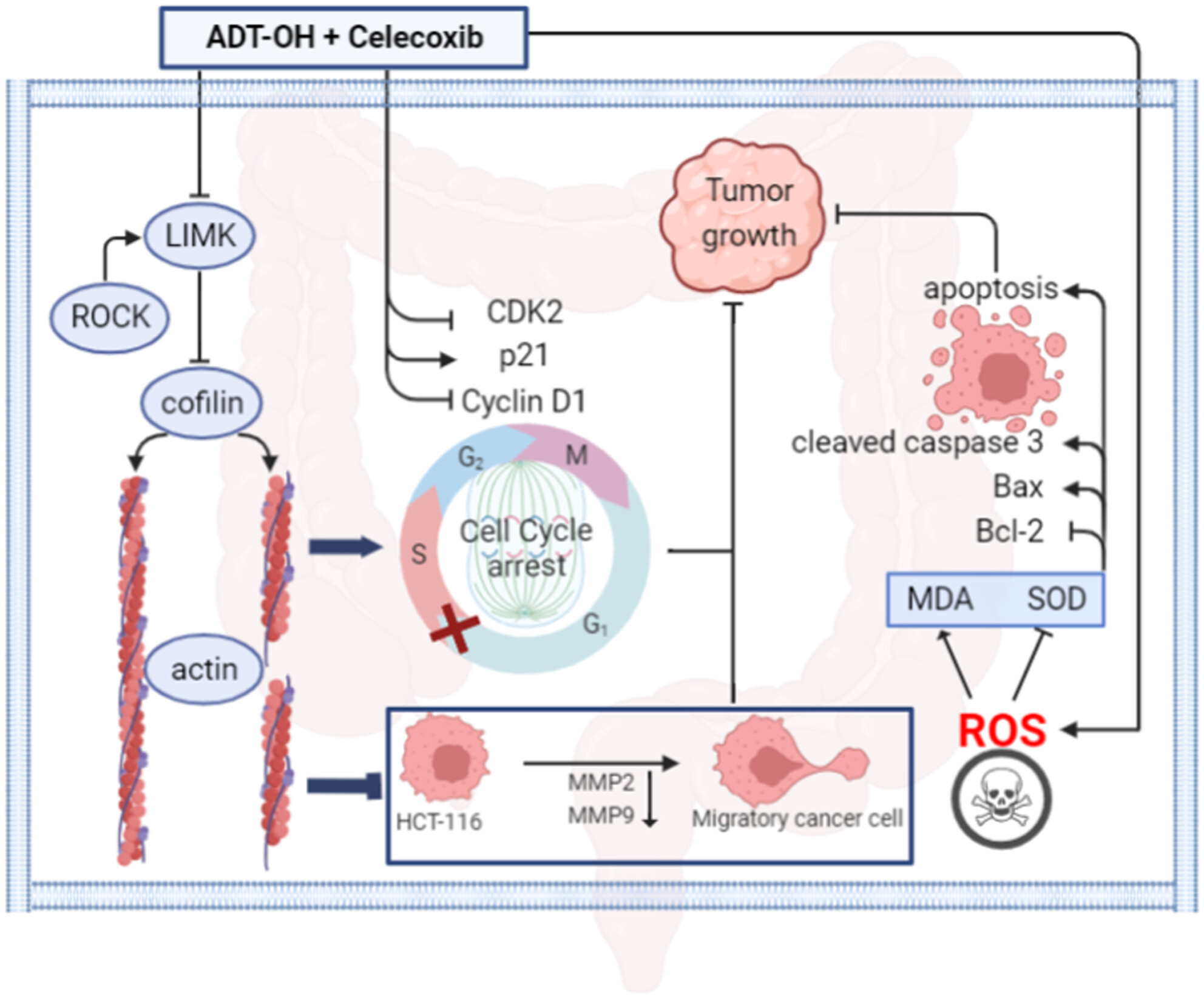 ADT-OH synergistically enhanced the antitumor activity of celecoxib in human colorectal cancer cells
