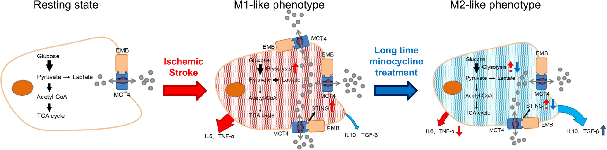 Long-Term Minocycline Treatment Exhibits Enhanced Therapeutic Effects on Ischemic Stroke by Suppressing Inflammatory Phenotype of Microglia Through the EMB/MCT4/STING Pathway