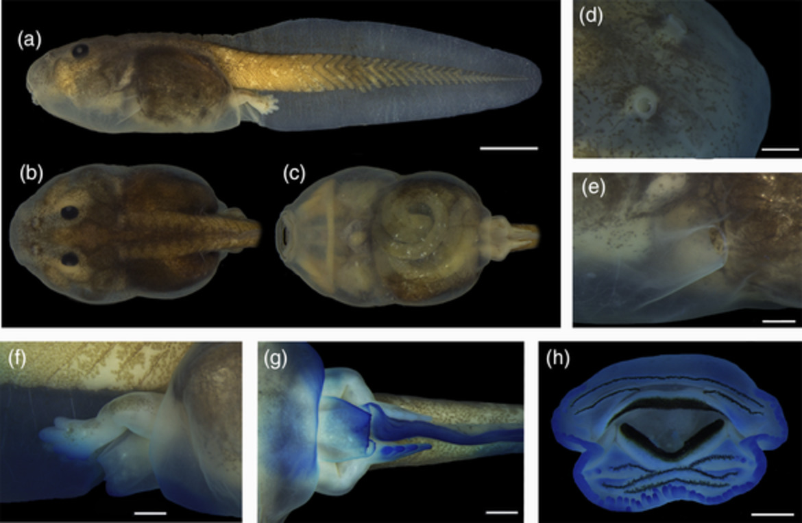 Tadpole of the Amazonia frog Edalorhina perezi (Anura: Leptodactylidae) with description of oral internal and chondrocranial morphology