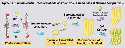 Aqueous Supramolecular Transformations of Motor Bola-Amphiphiles at Multiple Length-Scale