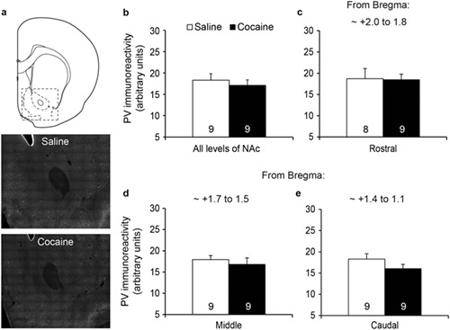 Prolonged withdrawal from cocaine self-administration affects prefrontal cortex- and basolateral amygdala–nucleus accumbens core circuits but not accumbens GABAergic local interneurons