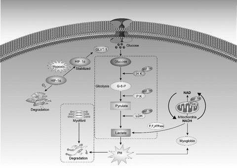 Study on the HIF-1α regulated by glycolytic pathways and mitochondrial function in yaks of different altitudes during postmortem aging