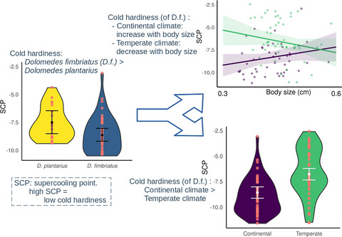 Biogeographic position and body size jointly set lower thermal limits of wandering spiders