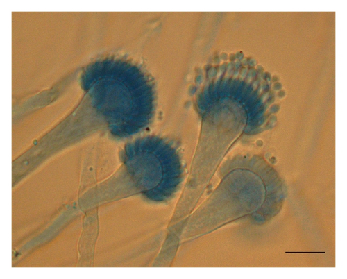 Details are in the caption following the image