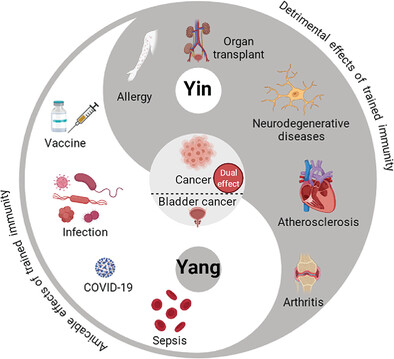 Trained immunity: A Yin-Yang balance