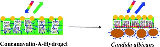 A Photonic Crystal Protein Hydrogel Sensor for Candida albicans