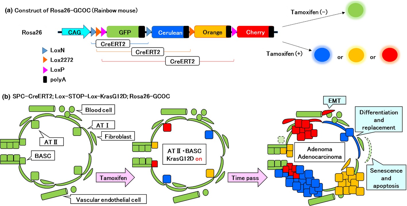 Intracellular signals of lung cancer cells as possible therapeutic targets