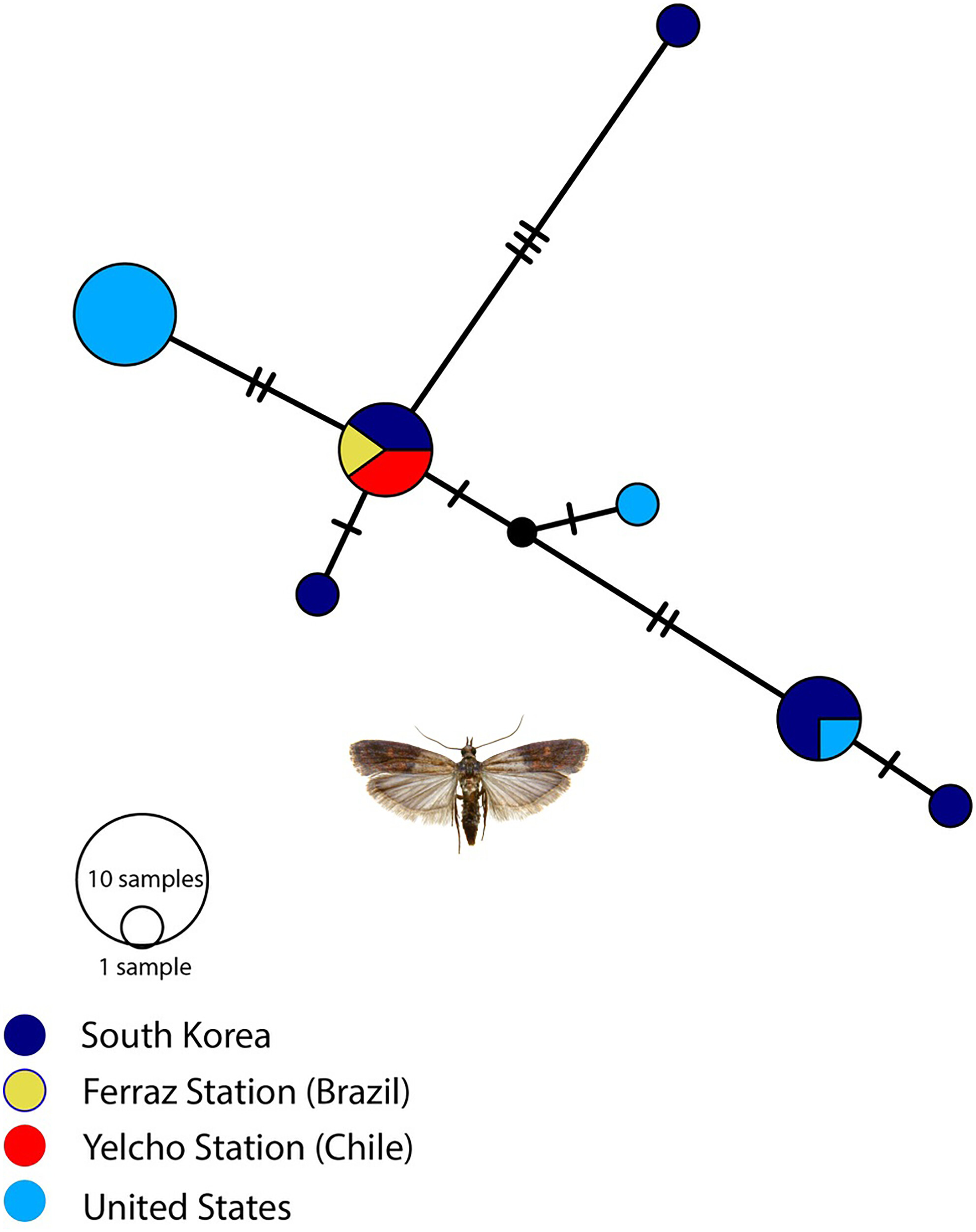 An outsider on the Antarctic Peninsula: A new record of the non-native moth Plodia interpunctella (Lepidoptera: Pyralidae)