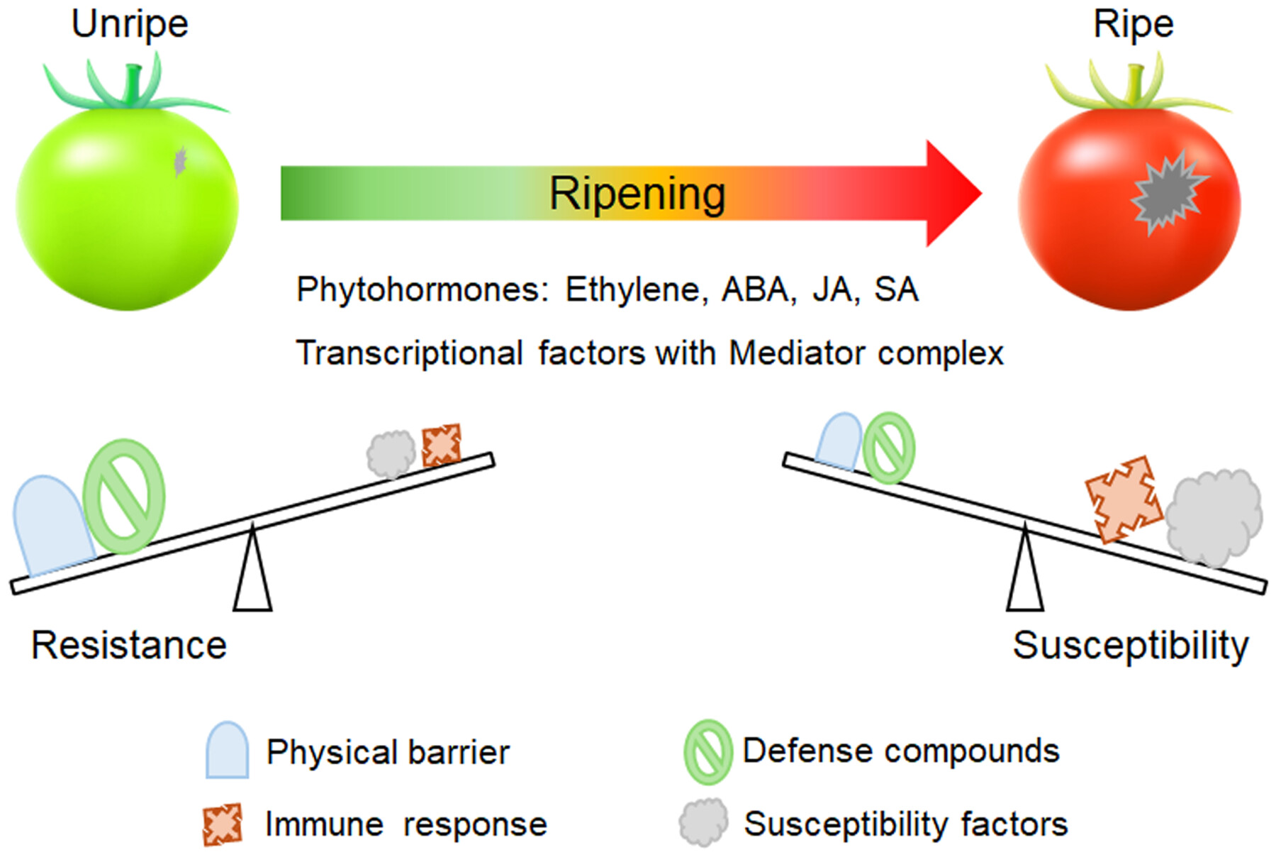 Ripening and rot: How ripening processes influence disease susceptibility in fleshy fruits