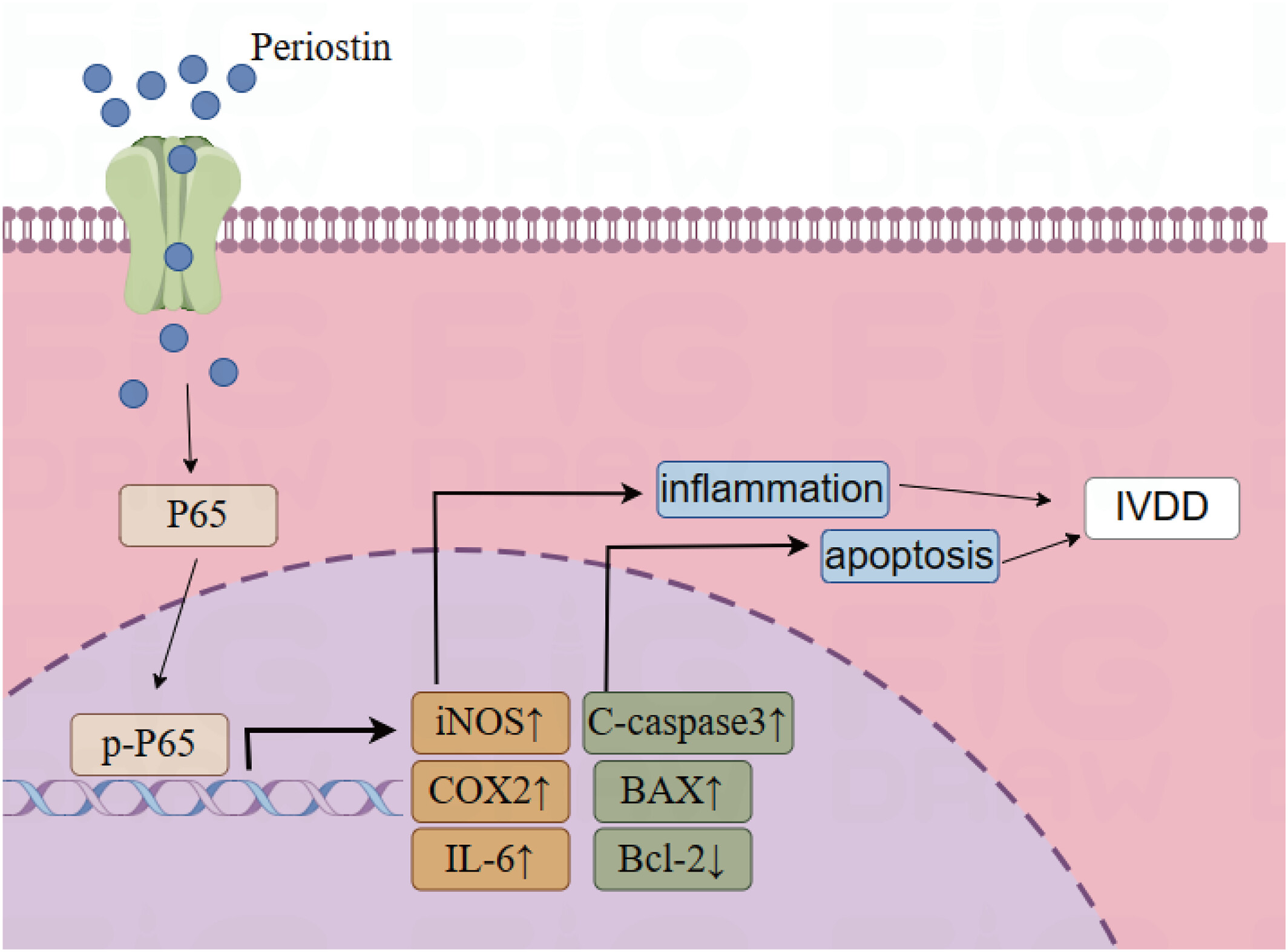 POSTN knockdown suppresses IL-1β-induced inflammation and apoptosis of nucleus pulposus cells via inhibiting the NF-κB pathway and alleviates intervertebral disc degeneration Issue 2, 2024