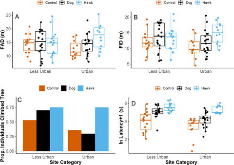 Urban fox squirrels exhibit tolerance to humans but respond to stimuli from natural predators