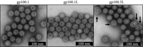 Details are in the caption following the image