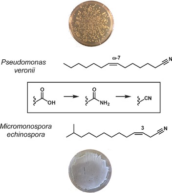 Langkettige Alkylcyanide, beispiellose flüchtige Verbindungen aus Pseudomonas- und Micromonospora-Bakterien