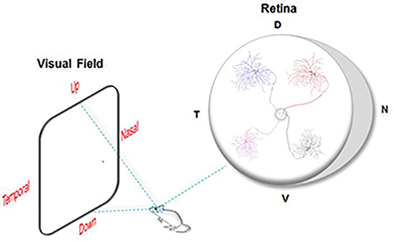 Sub-topographic maps for regionally enhanced analysis of visual space in the mouse retina