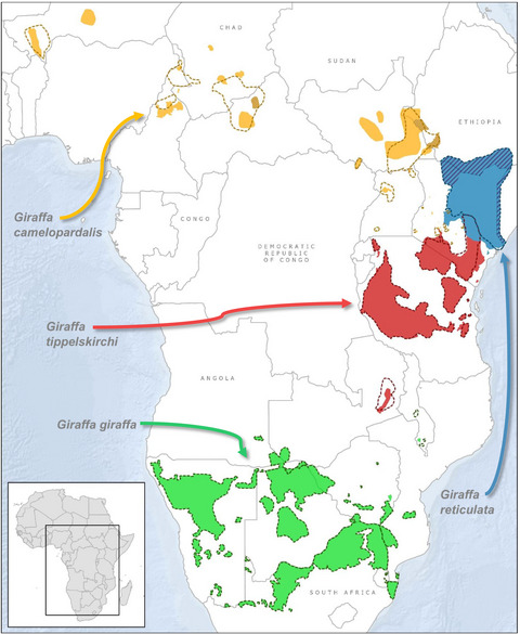 Updated geographic range maps for giraffe, Giraffa spp., throughout sub-Saharan Africa, and implications of changing distributions for conservation