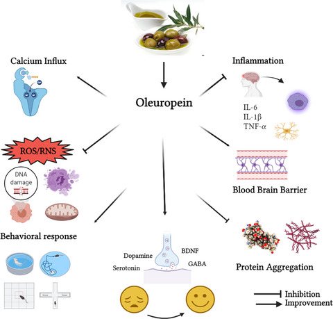 Neuroprotective effects of oleuropein: Recent developments and contemporary research