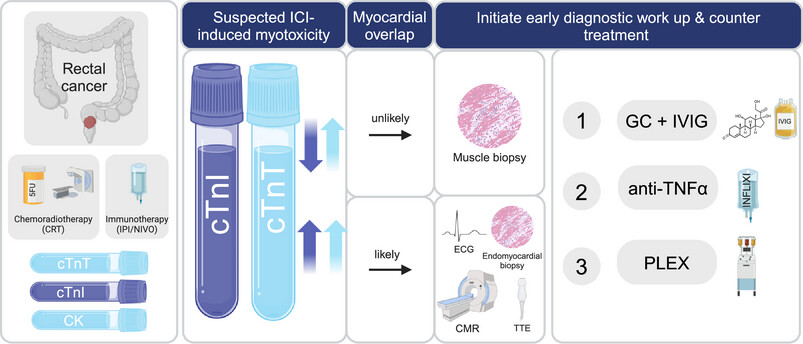 Incidence and Immunopathology of Myositis in Rectal Cancer Patients Treated With Neoadjuvant Immune Checkpoint Inhibitors and Chemoradiotherapy: Findings From the CHINOREC Trial