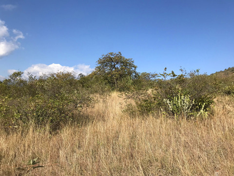 Environmental filtering and spatial processes shape the beta diversity of liana communities in a valley savanna in southwest China