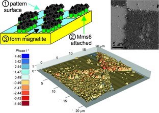 Biotemplated Magnetic Nanoparticle Arrays