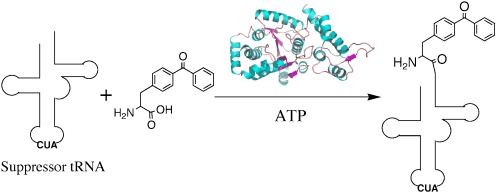 Structural Basis for the Recognition of para-Benzoyl-L-phenylalanine by Evolved Aminoacyl-tRNA Synthetases