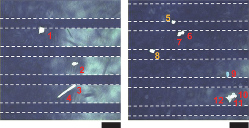 Details are in the caption following the image