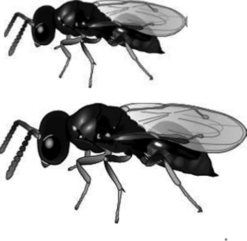 Size matters in insects – an introduction
