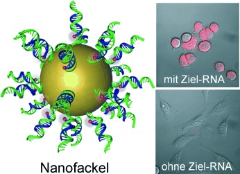 Goldnanopartikel in Biologie und Medizin