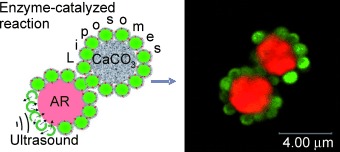 Enzyme Reaction in the Pores of CaCO3 Particles upon Ultrasound Disruption of Attached Substrate-Filled Liposomes