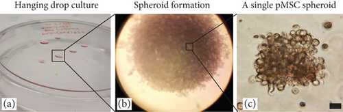 Details are in the caption following the image Details are in the caption following the image