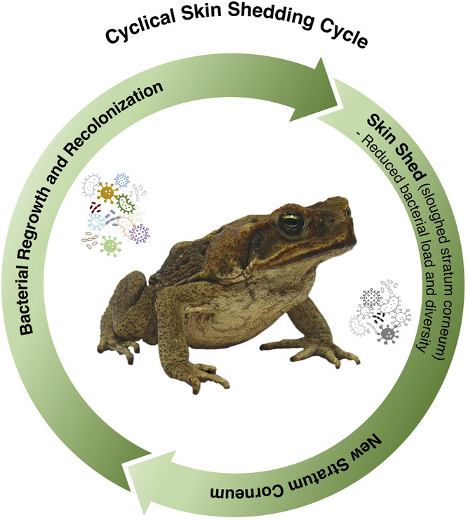 Cutaneous shedding in amphibians causes shifts in bacterial microbiomes