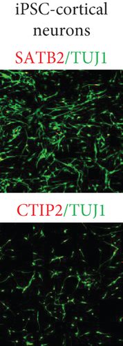 Details are in the caption following the image Details are in the caption following the image