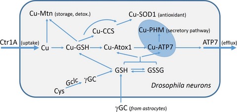 Reduced glutathione biosynthesis in Drosophila melanogaster causes neuronal defects linked to copper deficiency