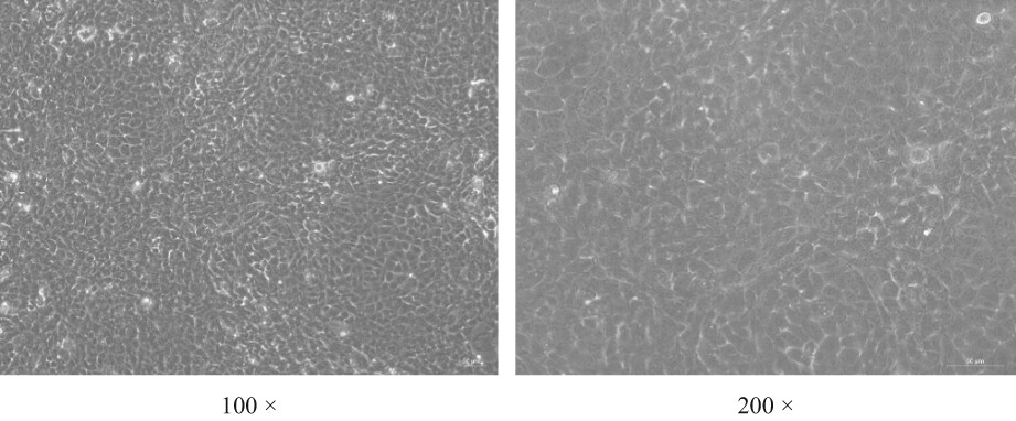Role of peptide transporters in small peptide uptake of bovine mammary epithelial cells cultured in a transwell chamber