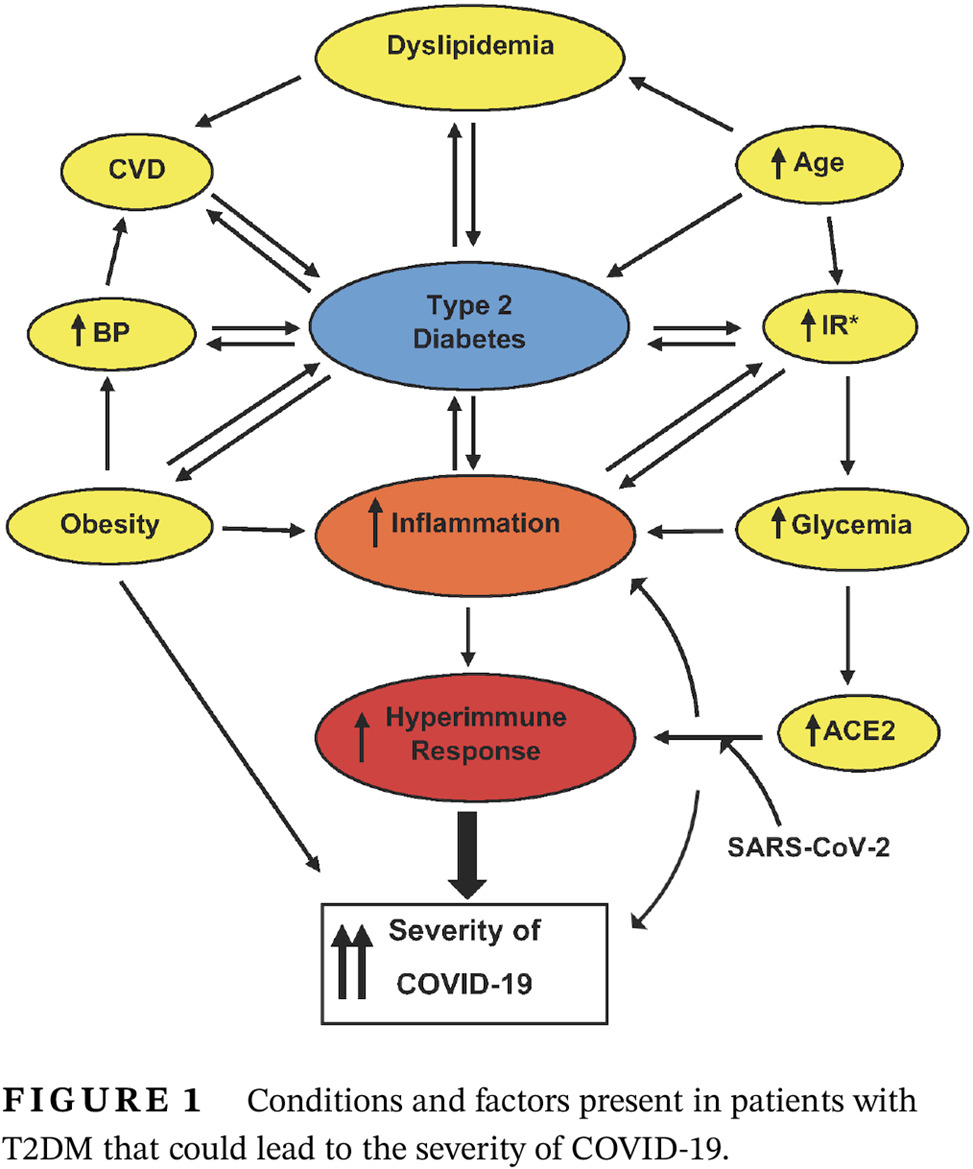 Factors leading to high morbidity and mortality of COVID-19 in patients with type 2 diabetes 导致2型糖尿病患者新冠肺炎高发病率和高病死率的因素