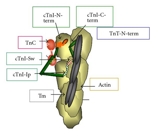 Details are in the caption following the image Details are in the caption following the image