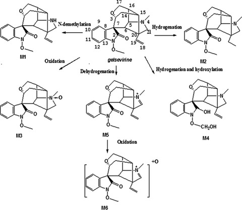 The metabolism of gelsevirine in human, pig, goat and rat liver microsomes