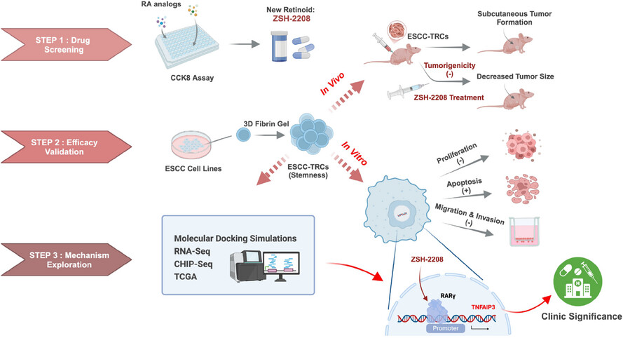 ZSH-2208: A novel retinoid with potent anti-tumour effects on ESCC stem cells via RARγ–TNFAIP3 axis