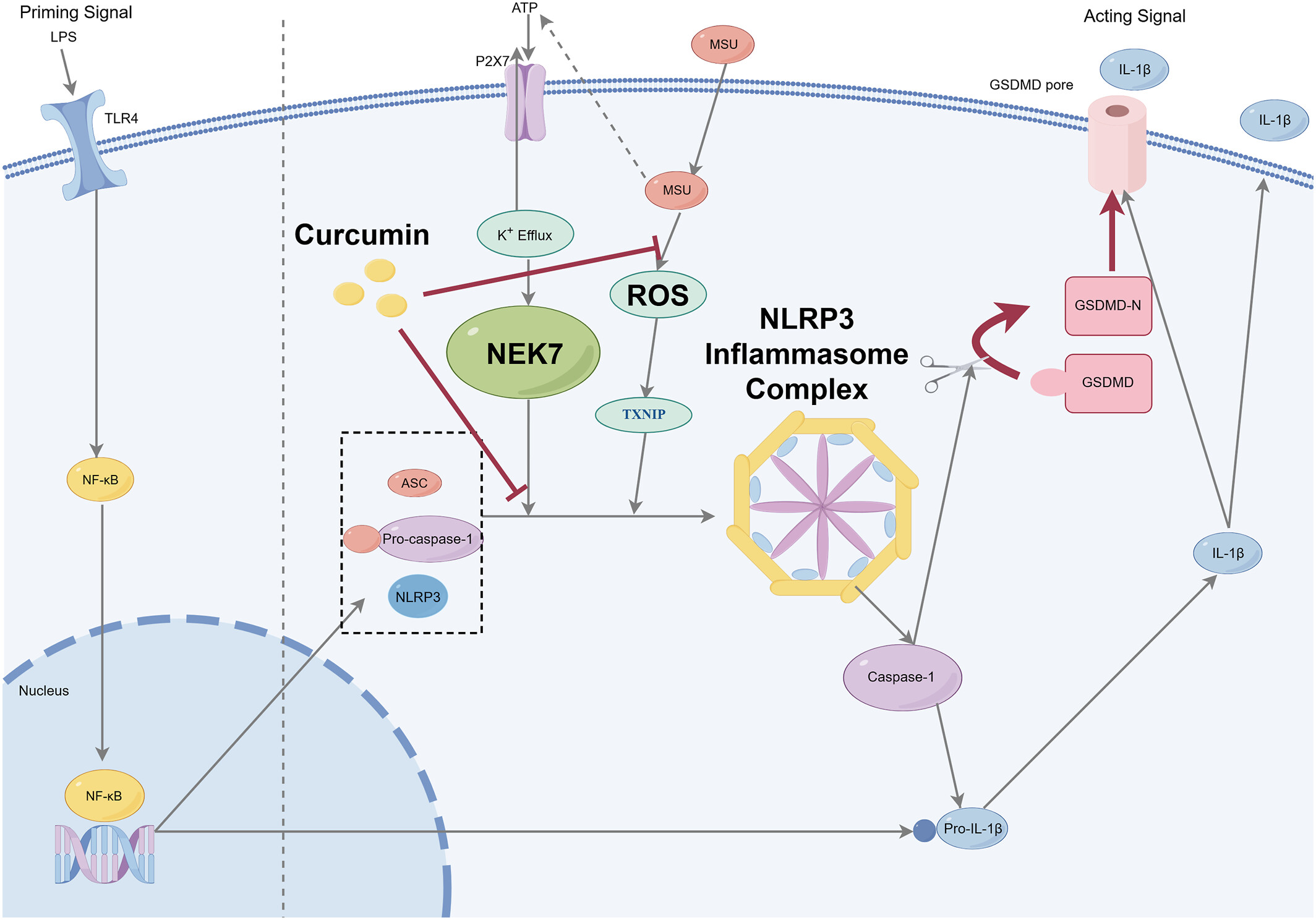 Curcumin ameliorates hyperuricemia and gout-induced damage via modulating the ROS-dependent NEK7-NLRP3 inflammasome activation Issue ,