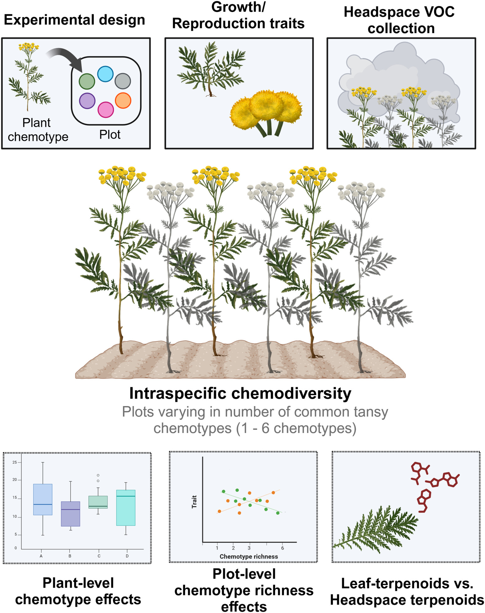 Intraspecific chemical variation of Tanacetum vulgare affects plant growth and reproductive traits in field plant communities