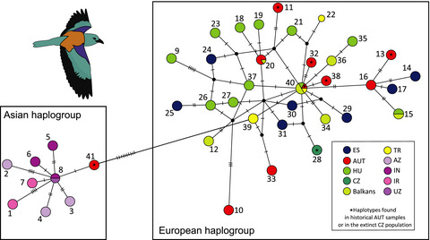 Witnessing extinction: Population genetics of the last European Rollers (Coracias garrulus) in Austria and a first phylogeographic analysis of the species across its distribution range