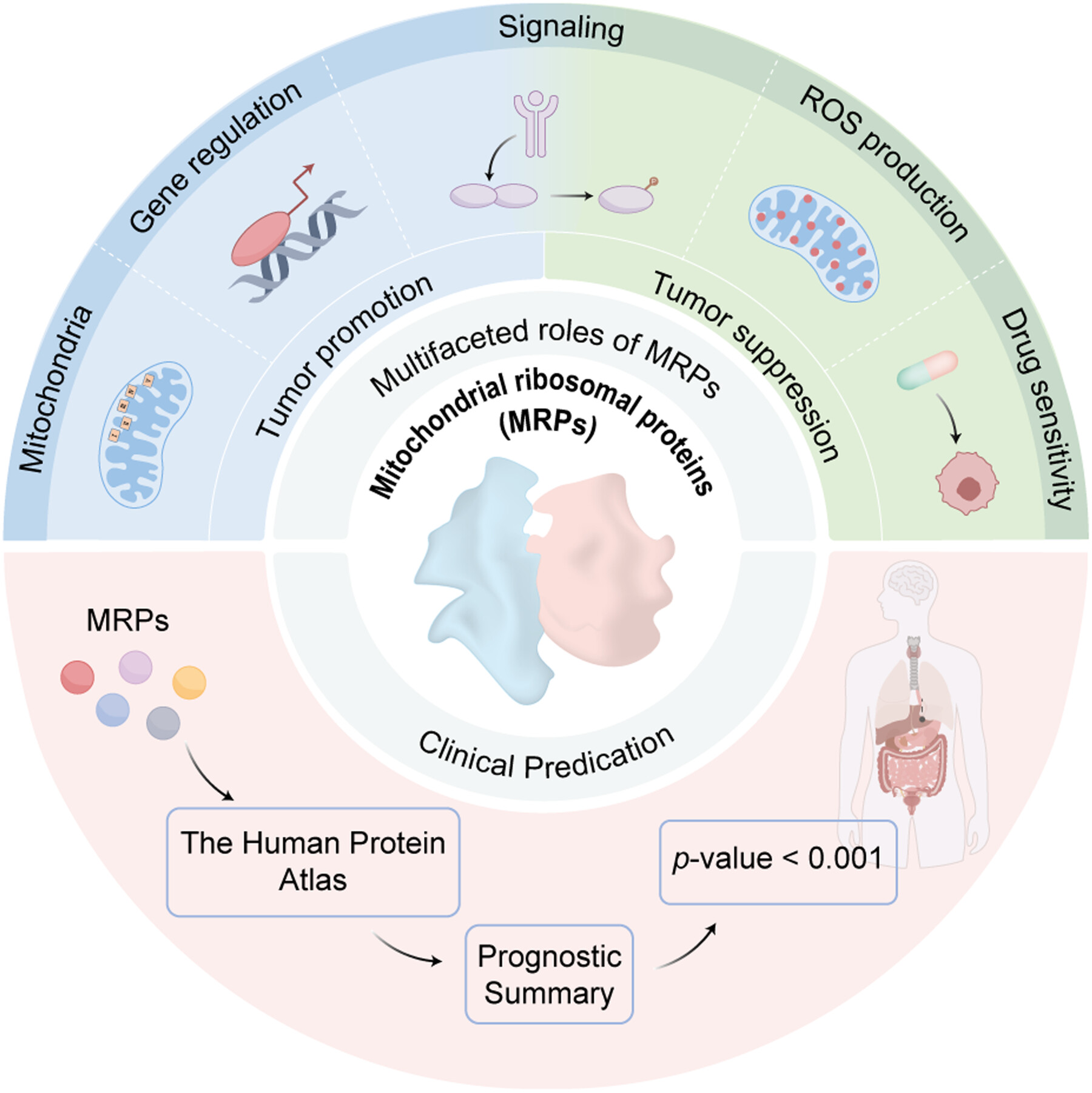 Mitochondrial Ribosomal Protein Family in Cancers: Mechanistic Insights and Therapeutic Implications