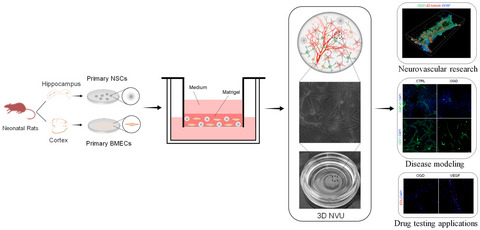 Reconstituting neurovascular unit with primary neural stem cells and brain microvascular endothelial cells in three-dimensional matrix